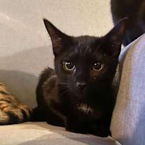 Thumbnail photo of Cronus & Oceanus #3