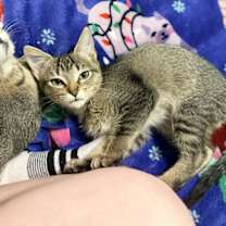 Thumbnail photo of Shiitake (Available for pre-adoption) #4