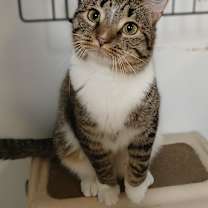 Thumbnail photo of Nutella #4