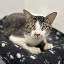 Thumbnail photo of Solo #2