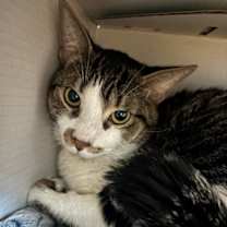 Thumbnail photo of Solo #4