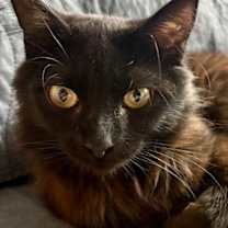 Thumbnail photo of Muffin #2