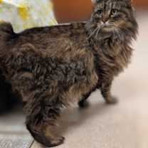 Thumbnail photo of Empress #2