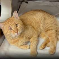 Thumbnail photo of Howie #1