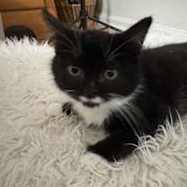 Thumbnail photo of Beethoven #1