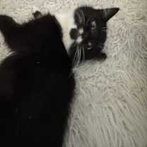 Thumbnail photo of Beethoven #4