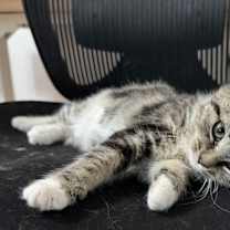 Thumbnail photo of Maude #1