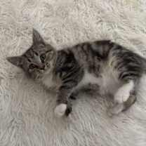 Thumbnail photo of Maude #4