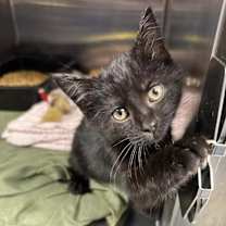 Thumbnail photo of Sparkle #1