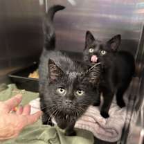 Thumbnail photo of Sparkle #2