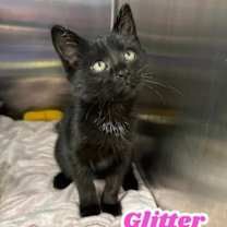 Thumbnail photo of Glitter #1