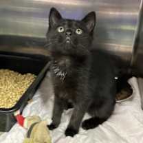 Thumbnail photo of Glitter #2