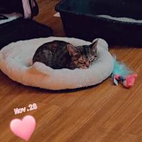 Thumbnail photo of Pearl #3