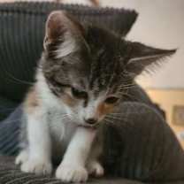 Thumbnail photo of Ribbon #4