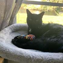 Thumbnail photo of Lucky #1