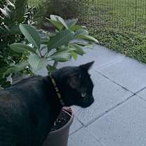 Thumbnail photo of Lucky #3