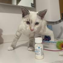 Thumbnail photo of Daphne #2