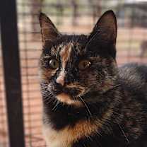 Thumbnail photo of Mutti #4