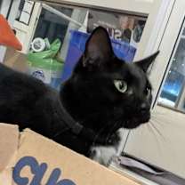 Thumbnail photo of Hurrem #4