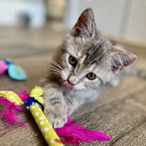 Thumbnail photo of Leia 4 #2