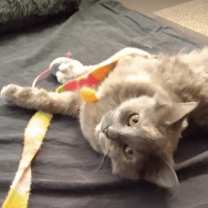 Thumbnail photo of Mirage #2