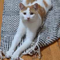 Thumbnail photo of Mango #4