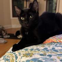 Thumbnail photo of Cayenne #1