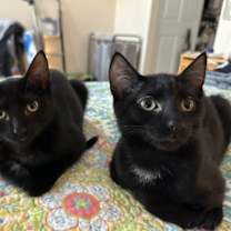 Thumbnail photo of Cassia #4