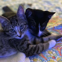 Thumbnail photo of Saffron #1