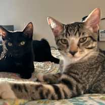 Thumbnail photo of Sage #2