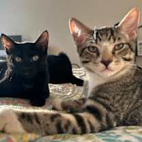 Thumbnail photo of Sage #3