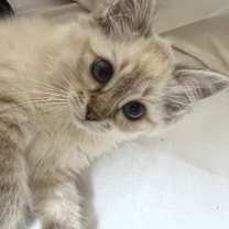 Thumbnail photo of Azira #4