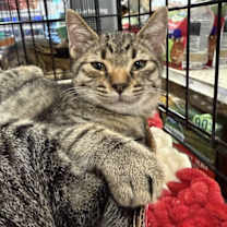 Thumbnail photo of Emmett #1