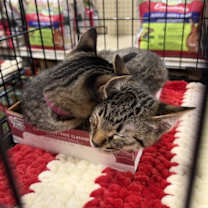 Thumbnail photo of Emmett #2