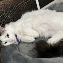 Thumbnail photo of Tiramisu #3