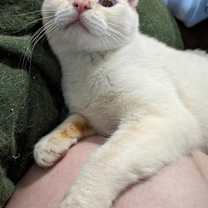 Thumbnail photo of Mau #1