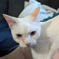 Thumbnail photo of Mau #3