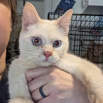 Thumbnail photo of Mau #4