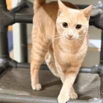 Thumbnail photo of Freddy #4