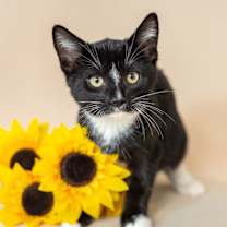 Thumbnail photo of Fribble #1