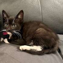 Thumbnail photo of Mischief #1