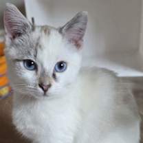 Thumbnail photo of Crystal #1