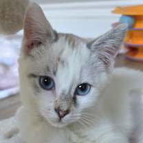 Thumbnail photo of Crystal #2