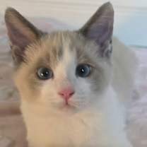 Thumbnail photo of Gabriel #1