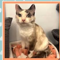 Thumbnail photo of Tawny #1