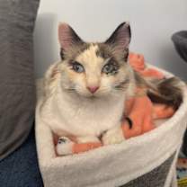 Thumbnail photo of Tawny #2