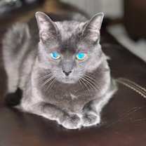 Thumbnail photo of JJ #1