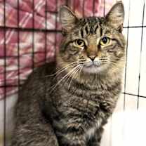 Thumbnail photo of Sasquatch #1