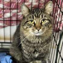 Thumbnail photo of Sasquatch #2