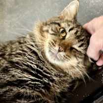 Thumbnail photo of Sasquatch #3